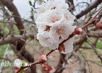 طقس الأربعاء: أمطار رعدية ورياح قوية وتساقطات ثلجية بالأطلس