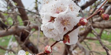 طقس الأربعاء: أمطار رعدية ورياح قوية وتساقطات ثلجية بالأطلس