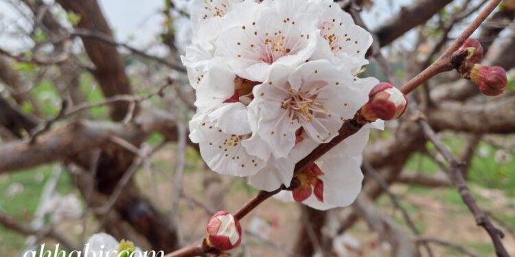 طقس الأربعاء: أمطار رعدية ورياح قوية وتساقطات ثلجية بالأطلس