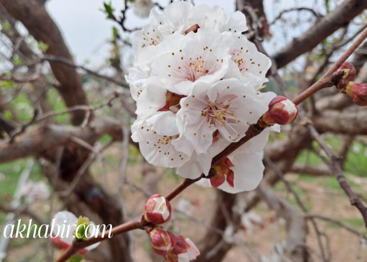 طقس الأربعاء: أمطار رعدية ورياح قوية وتساقطات ثلجية بالأطلس