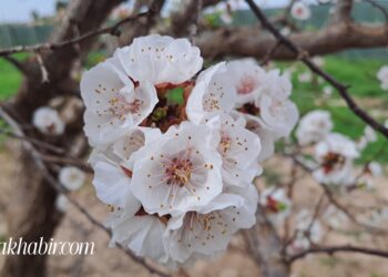 طقس الأحد.. أمطار وثلوج ورياح في عدة مناطق