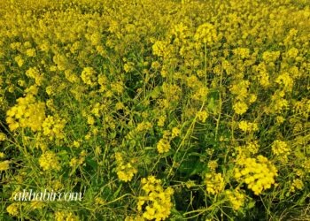 الطقس اليوم السبت.. أجواء باردة وأمطار متفرقة ورياح قوية بعدة مناطق