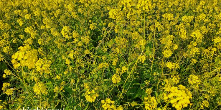 الطقس اليوم السبت.. أجواء باردة وأمطار متفرقة ورياح قوية بعدة مناطق