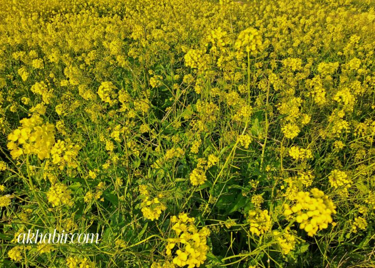 الطقس اليوم السبت.. أجواء باردة وأمطار متفرقة ورياح قوية بعدة مناطق