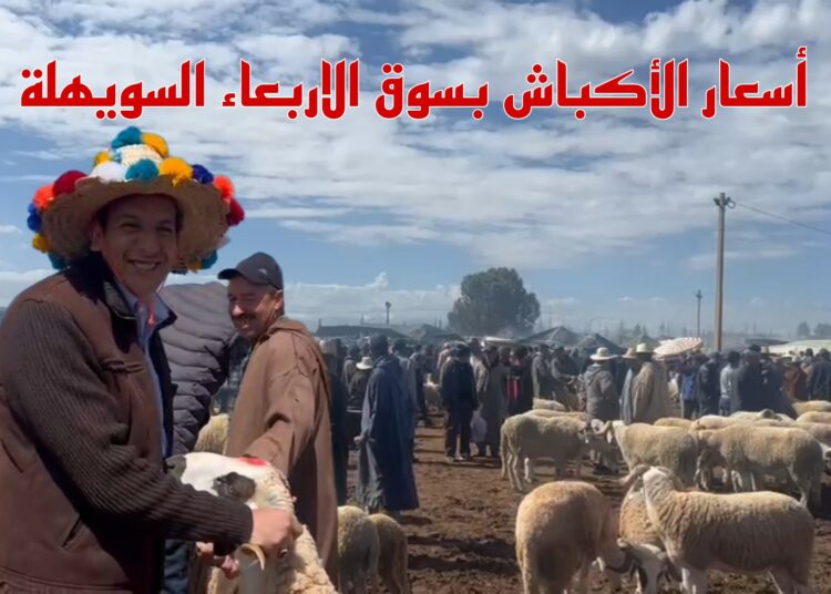 حرب الأسعار بسوق الأربعاء بمراكش.. الكسابة والباعة والشناقة في صراع مفتوح حول أثمان الأكباش.. فيديو