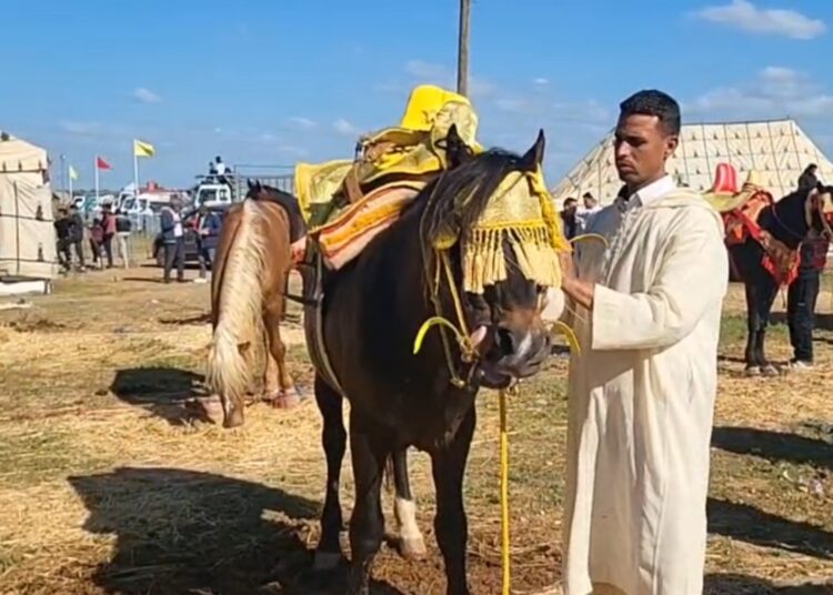صهيل التراث يدوّي بالمنابهة: عبد اللطيف مقدم فرقة التبوردة.. “كَايْن الرَّكَّاب والرْكِيكِيبْ تايْهَرَّسْ لَعْضُوما”.. فيديو