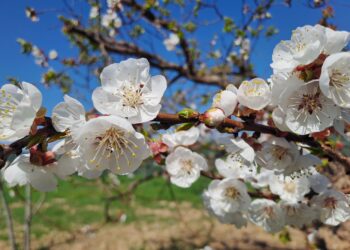 طقس الجمعة بالمغرب.. برودة ليلية ورياح قوية وزخات خفيفة تلوح في الأفق