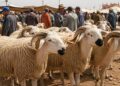 أكباش العيد تُشعل الأسعار وتُربك الأسر المغربية.. هل يكفي 2500 درهم لاقتناء الأضحية؟ فيديو