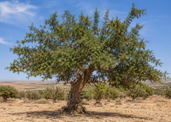 تواصل أشغال الدورة الثامنة للمؤتمر الدولي للأركان بالصويرة