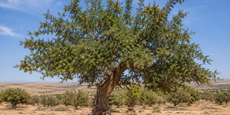 تواصل أشغال الدورة الثامنة للمؤتمر الدولي للأركان بالصويرة