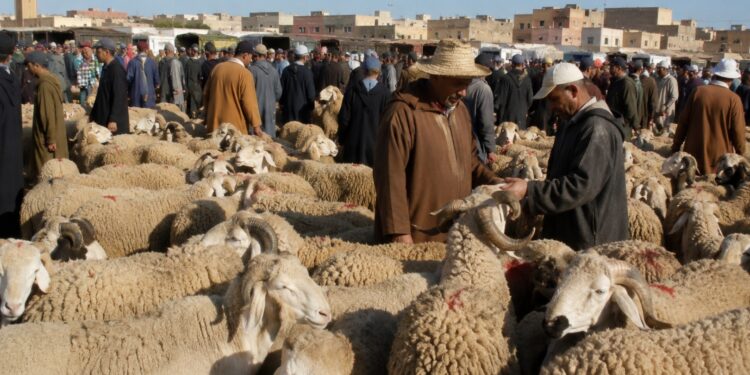 الحكومة تُقرّ تدابير مؤقتة لتنظيم تسويق وبيع أضاحي العيد