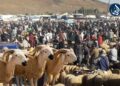 مجلس المنافسة يزكّي إجراءات استثنائية لضبط أسواق أضاحي العيد