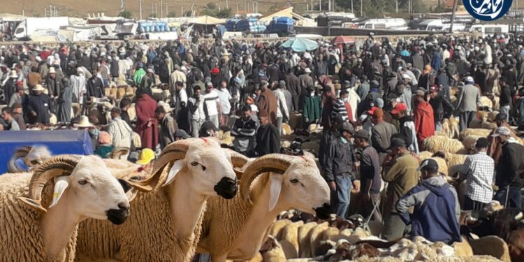 مجلس المنافسة يزكّي إجراءات استثنائية لضبط أسواق أضاحي العيد