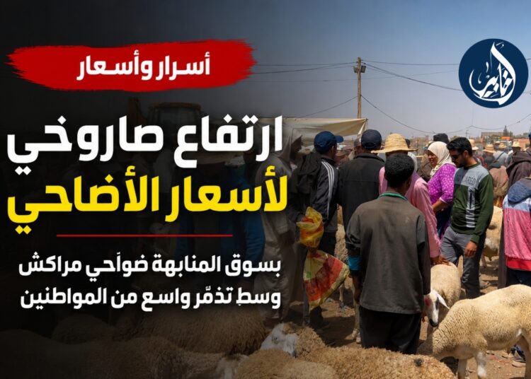 ارتفاع صاروخي لأسعار الأضاحي بسوق المنابهة ضواحي مراكش وسط تذمّر واسع من المواطنين.. فيديو